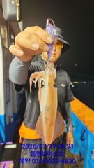 실시간  조황  한치