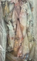 18일,한치,먹물폭탄 손맛 보러 오세요,일요일 문어(예약가능)
