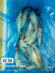 통영나이스피싱!!!  한치출조 월요일 다시 시작. 오늘 야간문어쿨러가득채워러 출발
