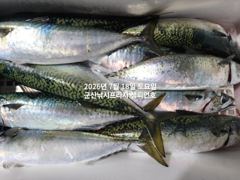 야간 대왕고등어~"싸이즈 끝내주는 고등어"~고등어,삼치,등~~~금요일부터 매일출조~~군산 챔피언호