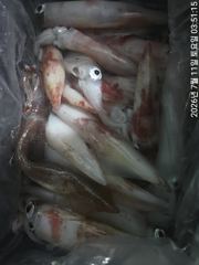 왕한치꾸준한입질마릿수손맛보려쭉~달립니다.