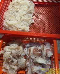 빅토리점경동호 한치다녀왔습니다. 오늘.내일자리여유