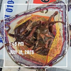 해양레저 돌문어 마리수 조황 