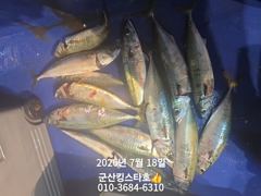 군산킹스타호(7/17)야간고등어 마무리(계속해서 출조합니다 ~)