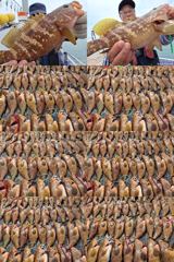 7월18일 붉바리 조황입니다 오늘 마리수가 많이 나왔습니다 끝까지 최선을 다해주신 모든조사님들께 감사드립니다
