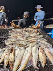 7월 18일, 여전히 한치 낚시는 상한가 기록 중