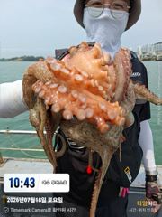 여수 투에스호 7월 18일 돌문어 조황