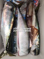 야간 왕고등어~오늘도 갑니다~"싸이즈 끝내주는 고등어"~고등어,삼치,등~~매일출조~~군산 챔피언호