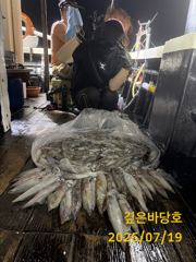 [제주 깊은바당호] 7월 18일 한치 조황입니다
