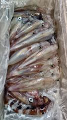 한치 소수의 꾼님들과 함께~화,수,목~문어 금,토~예약가능 