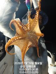 7월19일 일요일 문어 야간탐사 조황
