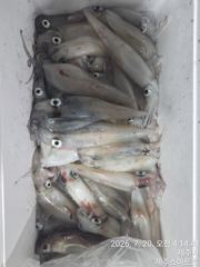 제주스마트호 한치조황 