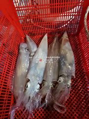 [통영대교피싱]오늘도 핫한 한치 실시간! 수요일부터 자리여유