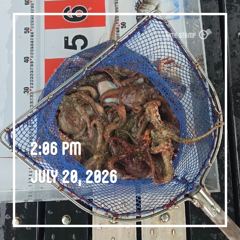해양레저 돌문어 마리수 조황 