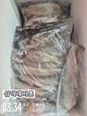 [한치]대포한치,초반"피딩"만쿨,반쿨(화요일소수인원,출항확정)