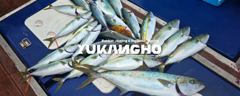 [부산 유강피싱] 유강호 부산권 부시리 지깅 파핑 조황입니다.