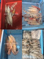 통영 수 은 호 <<>> 24일 25일 한치 출조합니다 10단 다단,오모리채비 가능~예약은 3361 4231전화주세요