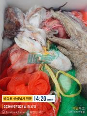 7월21일 문어 는 말 듣네요