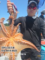 사량도 돌문어~ 걸었다하면 돼지문어~ kkkkkk급