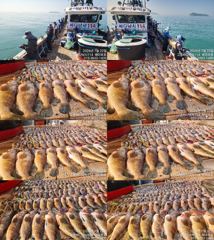 ♥ 붉바리들..이정도는 잡아봐야지요 대박 붉바리조황입니다[2026년07월22일] ◎ 해마루호가 뜨는이유? 조황때문이죠 ◎ 핵심포인트: 바로진입.. 바로히트.. ▣ 차원이 다른 조황으로 모십니다 ▣ 요즘 붉바리낚시가 대세입니다