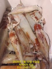 7월21일 한치 조황