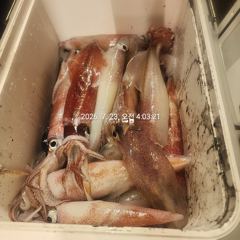 대포급 왕한치 먹물폭탄 쓸리걸이 한치 조항 오늘 무조건출항 자리여유