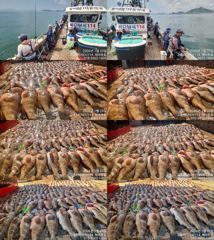 ♥ 붉바리들..이정도는 잡아봐야지요  붉바리조황입니다[2026년07월23일] ◎ 해마루호가 뜨는이유? 조황때문이죠 ◎ 핵심포인트: 바로진입.. 바로히트.. ▣ 차원이 다른 조황으로 모십니다 ▣ 요즘 붉바리낚시가 대세입니다