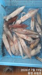 통영유림) 먼바다 한치 금.토.일 예약가능합니다 