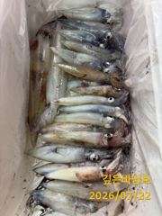 [제주 깊은바당호] 7월 21일 한치 조황입니다