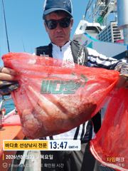 7월 23일 돌문어 출조 조황 ~~~