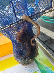 [곤리 풍화] 궁항레저 문어조황입니다