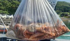 돌문어 장원30수 우당탕탕 kkkk 마리수 조황입니다