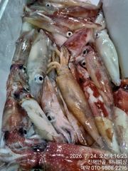 부산권에 한치가 터졌습니다 금요일 예약가능!!!