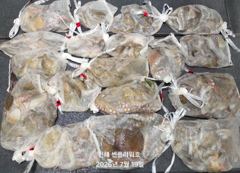 <야간문어>문어 뜯는 손맛 짱짱! 일요일~예약가능