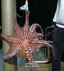 <야간문어>묵직한 손맛 보러gogo~오늘 금,일~예약중