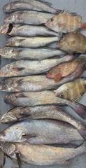23일민어 조황