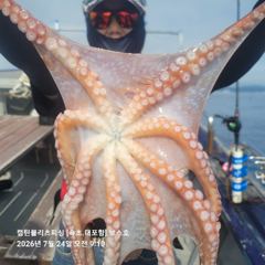 속초보스호 7/24(금) 대(왕)문어조황...대문어 이정도면 대박아닌가요...