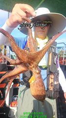 24일 돌문어 실시간 2kg 연타로 시작 해봅니다 