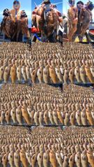 7월24일 붉바리 씨알과 마리수 두마리 토끼를 다잡고 멋지고 멋진 대박조황으로 마무리하고 조기철수했습니다 끝까지 최선을다해주신 모든조사님들께 감사드립니다