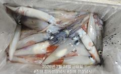 대포급 왕한치 먹물폭탄 쓸리걸이 한치 조항 오늘1자리여유