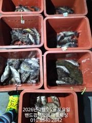 군산 대호피싱 6분 야간 우럭낚시 소식전합니다.