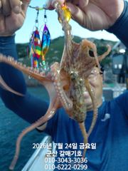 7월24일 금요일 갈매기호 야간문어 조황