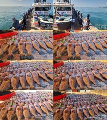 ♥붉바리들..이정도는 잡아봐야지요 대박 붉바리조황입니다[2026년07월25일] ◎ 해마루호가 뜨는이유? 조황때문이죠 ◎ 핵심포인트: 바로진입.. 바로히트.. ▣ 차원이 다른 조황으로 모십니다 ▣ 요즘 붉바리낚시가 대세입니다 