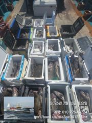25일, 먼침선, 통통한 개우럭,쌍걸이등~쿨러조황~오늘도 고등어,삼치,갈치 갑니다~강추~군산 하이원호