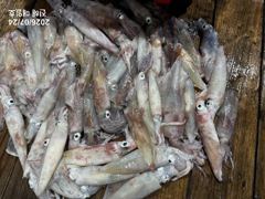[왕한치]씨알급으로손맛쭉쭉~!!! 일요일/월요일 정상출항확정!! 일월화수목 예약가능!