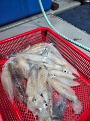 7월25일 한치 반타임