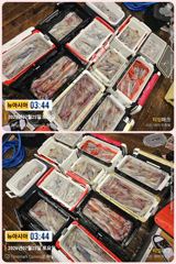 통영 뉴아시아호>>쏟아지는 대포 한치!! 일요일 26일 마지막 한치 출조~
