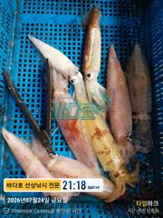 7월 25일 철수 대포한치 조황 내일 자리 여유~~