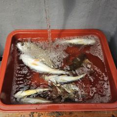 안면도 낚시체험 백조기 체험낚시 시원한 어닝 밑에서 하자!
