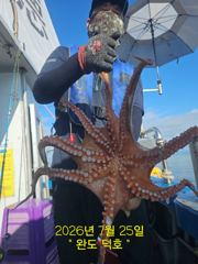 완도덕호 7.25 문어